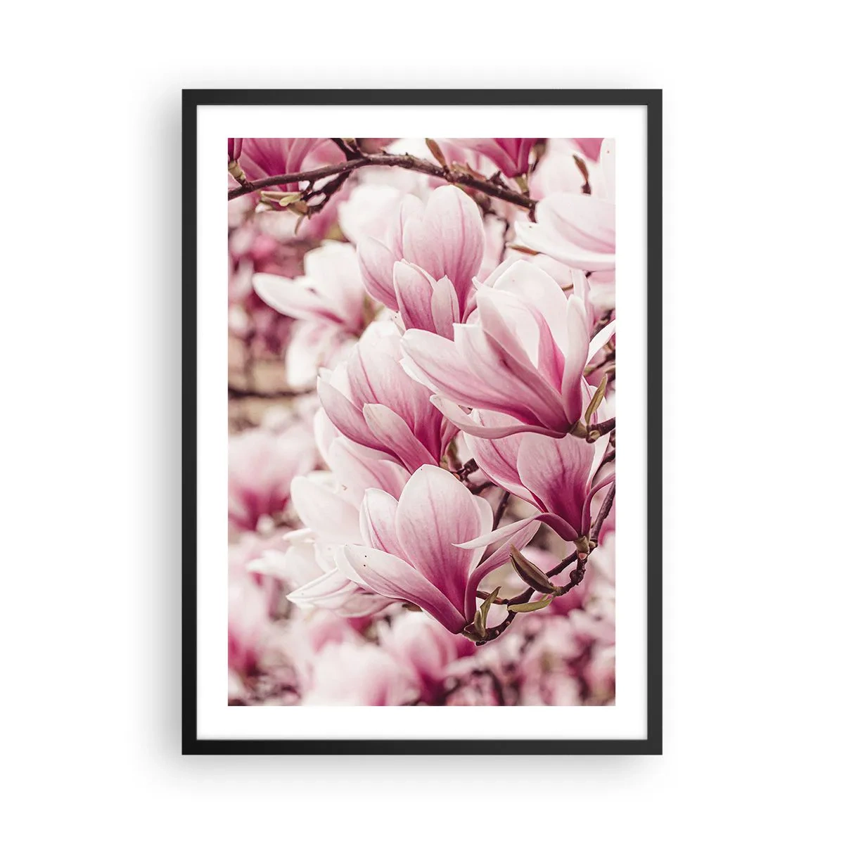 Pôster com moldura preta - Magnólias românticas em flor em rosa delicado - 50x70cm - A primavera é rosa - Decoração de parede moderna para a sala de estar e quarto ARTTOR