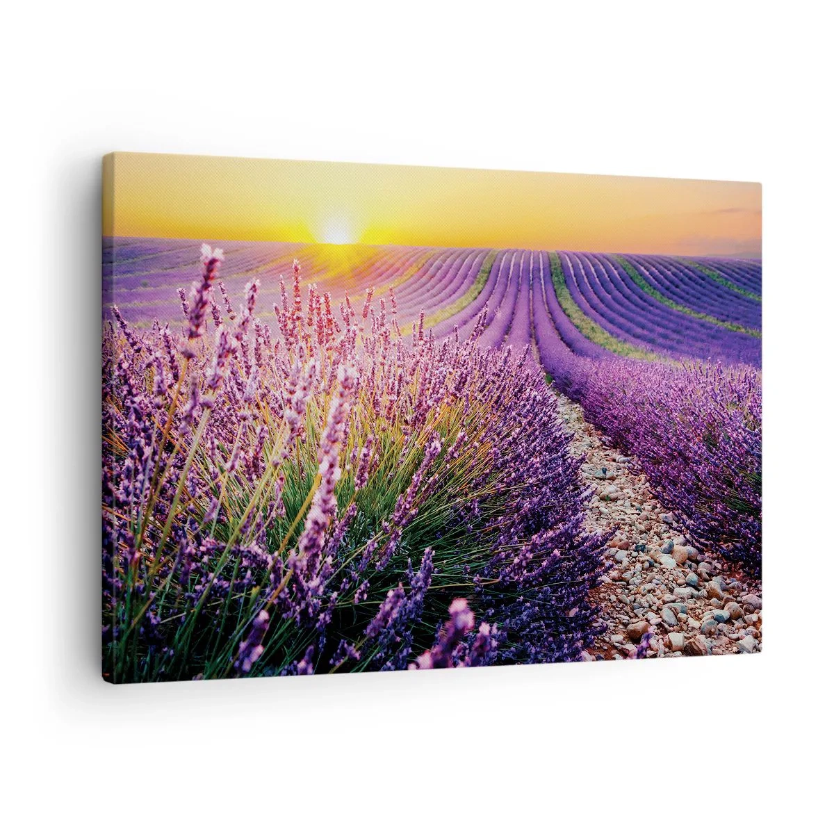 Quadro em tela - Campo de lavanda ao pôr do sol - 70x50cm - Prado perfumado - Decoração de parede moderna para a sala de estar e quarto ARTTOR