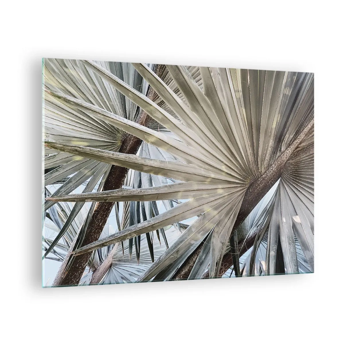 Quadro em vidro - Folhas de palmeira sob a luz do dia - 70x50cm - Leques nos trópicos - Decoração de parede moderna para a sala de estar e quarto ARTTOR