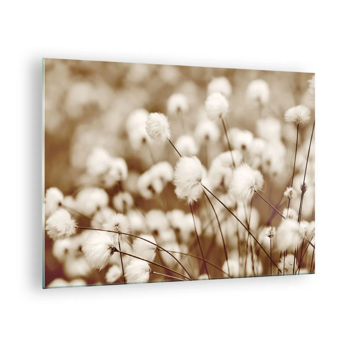 Quadro em vidro - Um campo de grama fofa em tons de sépia - 70x50cm - Campos felpudos - Decoração de parede moderna para a sala de estar e quarto ARTTOR