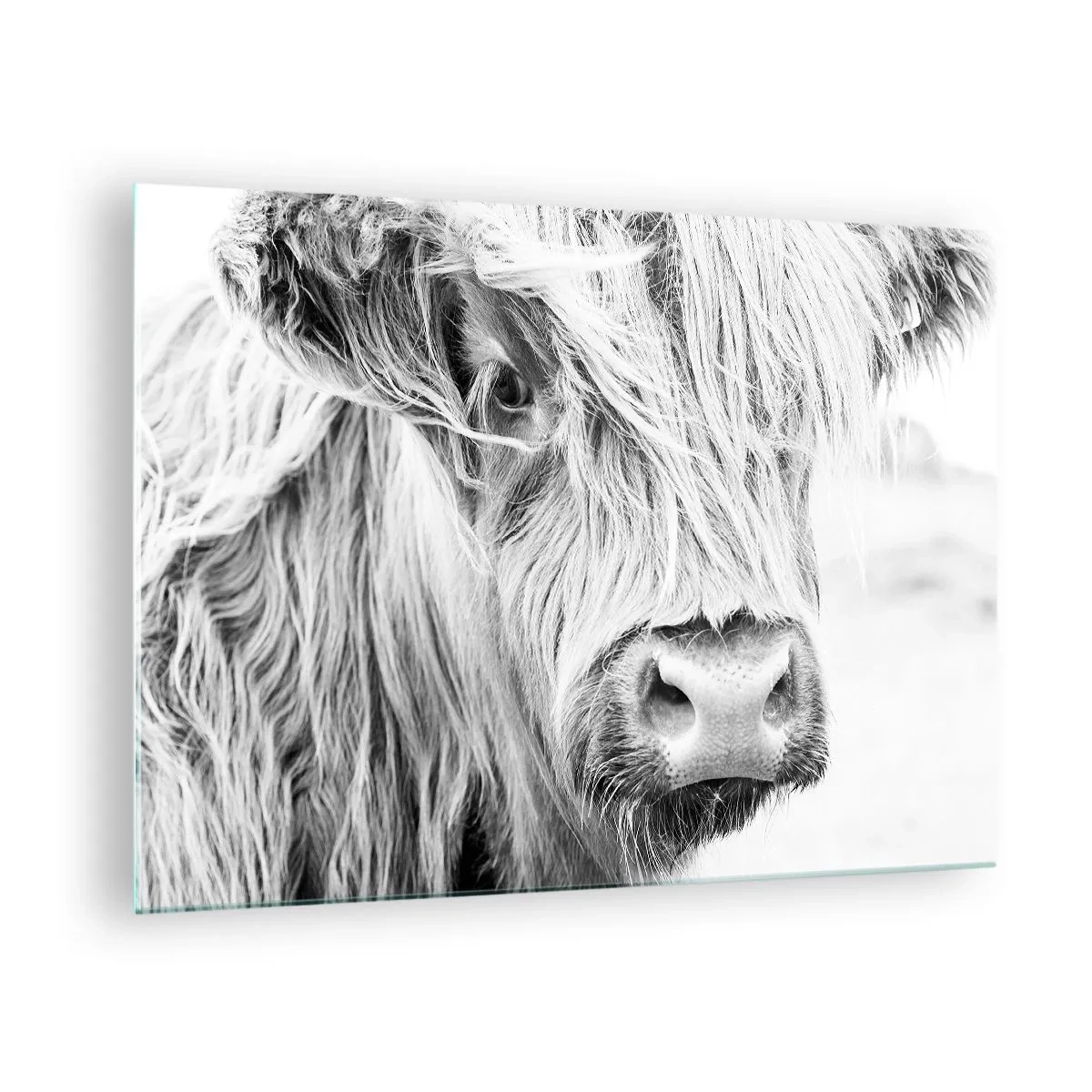 Quadro em vidro - Close-up de um gado escocês de pelo longo em preto e branco - 70x50cm - Natureza selvagem escocesa - Decoração de parede moderna para a sala de estar e quarto ARTTOR