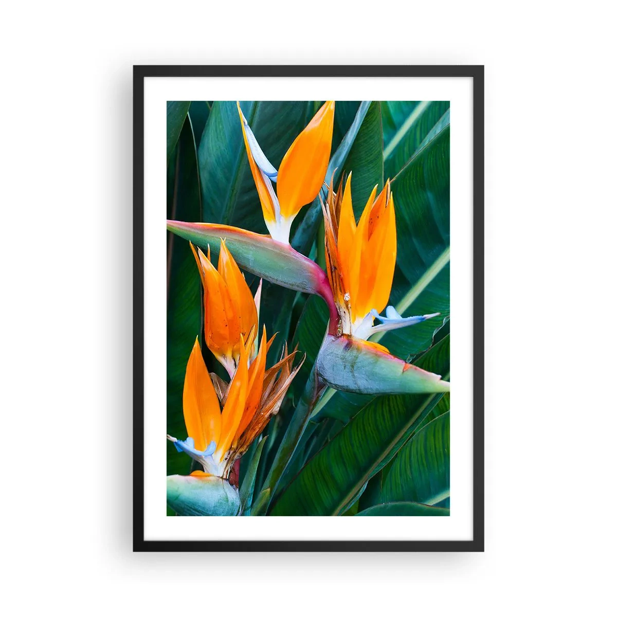 Pôster com moldura preta - Flores de Strelitzia rodeadas por folhas verdes - 50x70cm - É uma flor ou é um pássaro? - Decoração de parede moderna para a sala de estar e quarto ARTTOR
