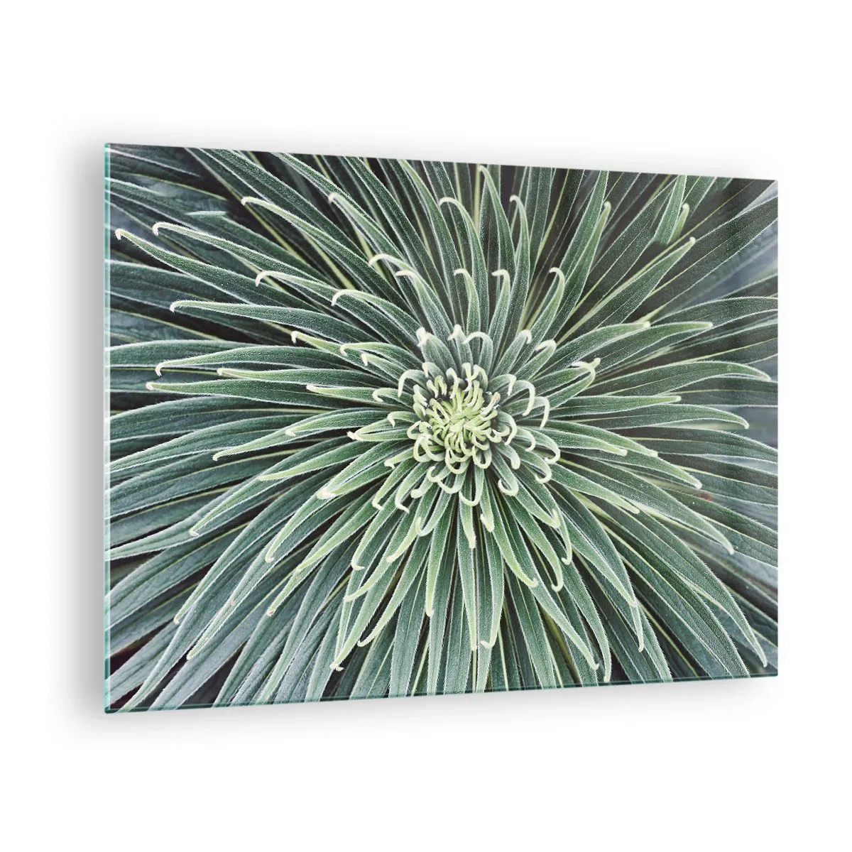 Quadro em vidro - Roseta simétrica de folhas verdes em macrofotografia - 70x50cm - Nasce uma estrela - Decoração de parede moderna para a sala de estar e quarto ARTTOR