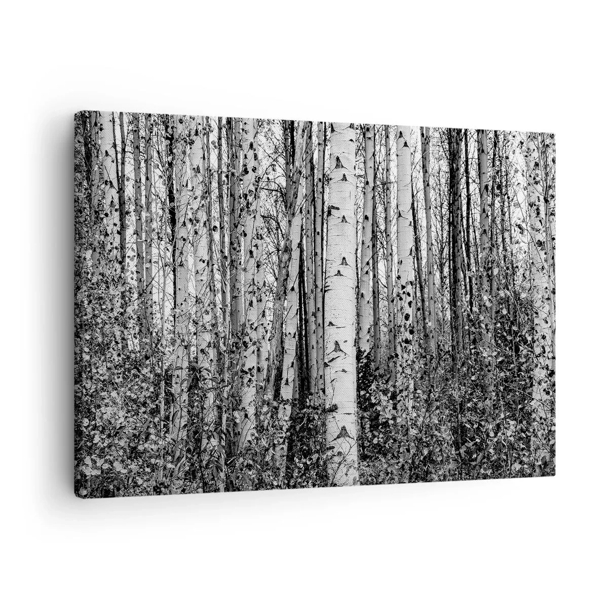 Quadro em tela - Bétulas pretas e brancas na floresta - 70x50cm - Colunata de bétula - Decoração de parede moderna para a sala de estar e quarto ARTTOR
